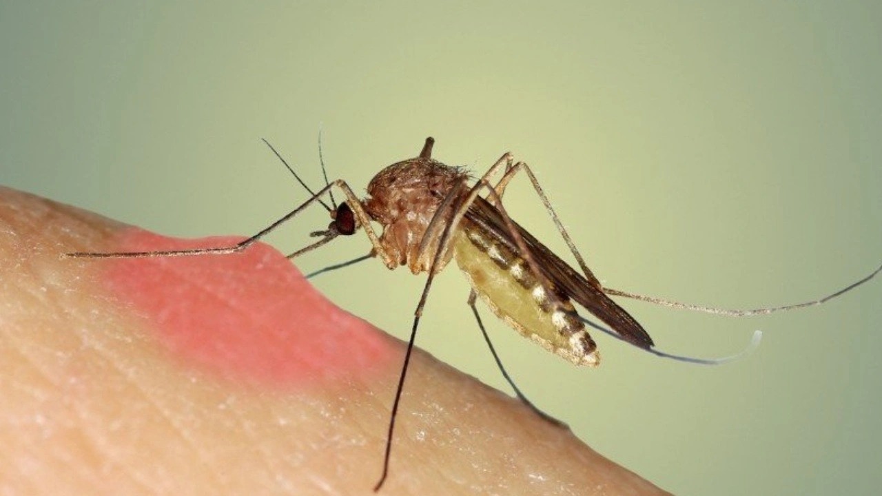 Dünya Sağlık Örgütü, sivrisinekler yoluyla bulaşan Chikungunya virüsünün küresel ölçekte ciddi bir tehdit haline geldiğini belirtti.