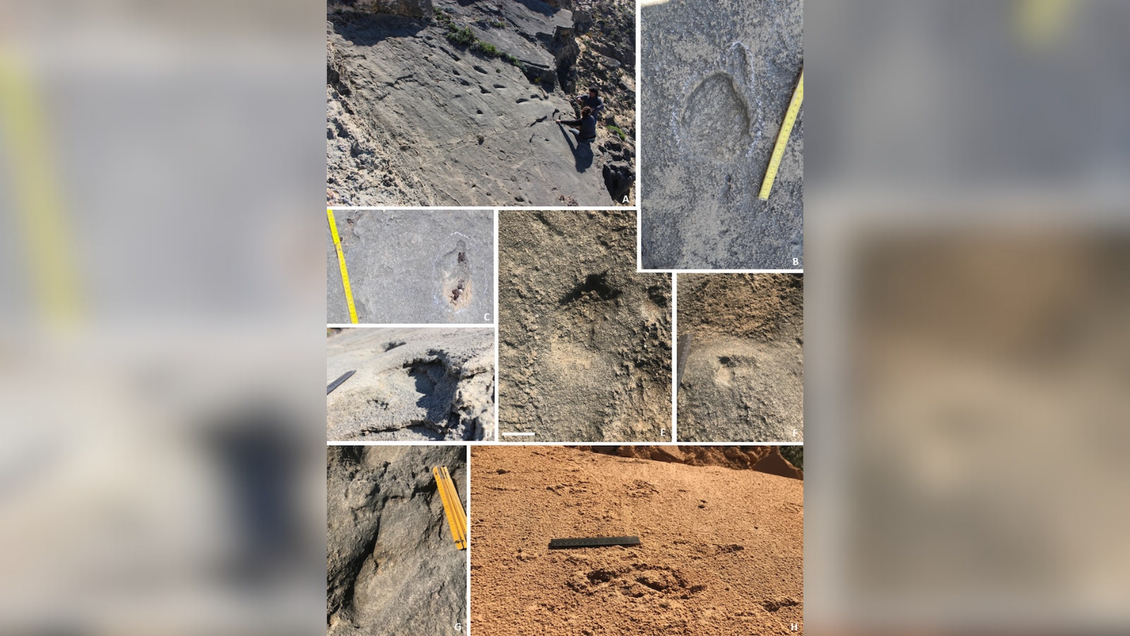 Neandertaller ailece mi ava çıkıyordu? |
