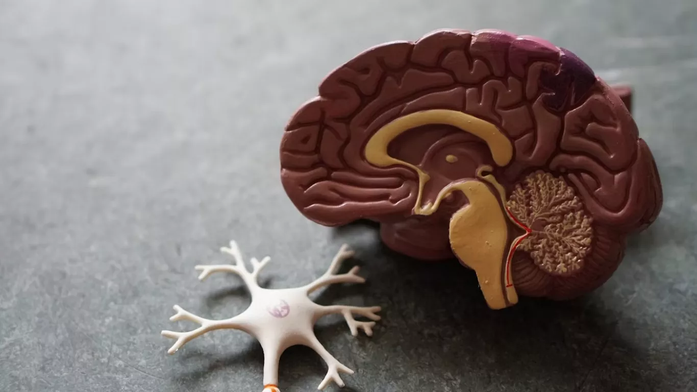 Alzheimer’da yeni ipucu: