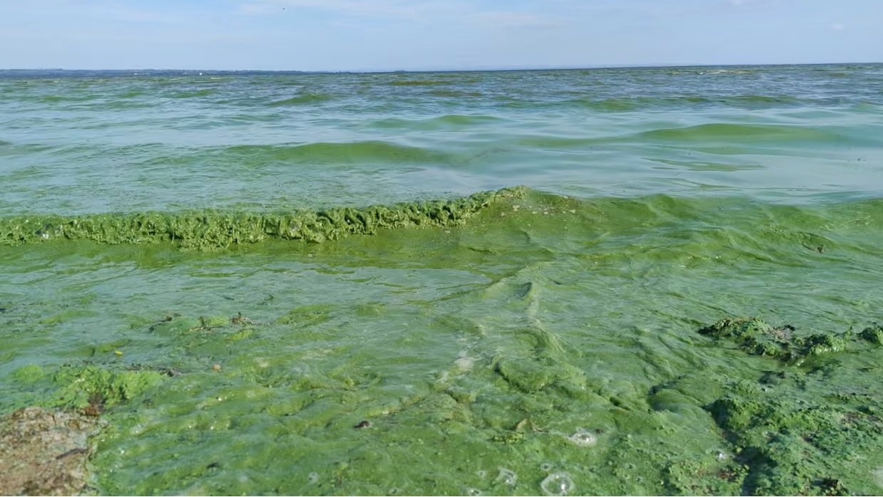 Lough Neagh alarm veriyor |