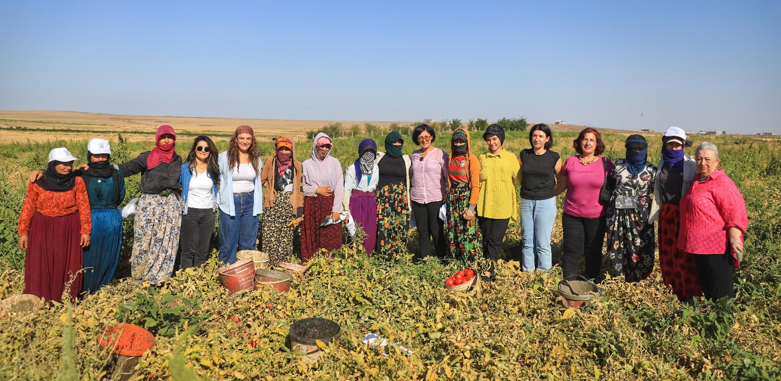 Kayapınar’da domates hasadı |