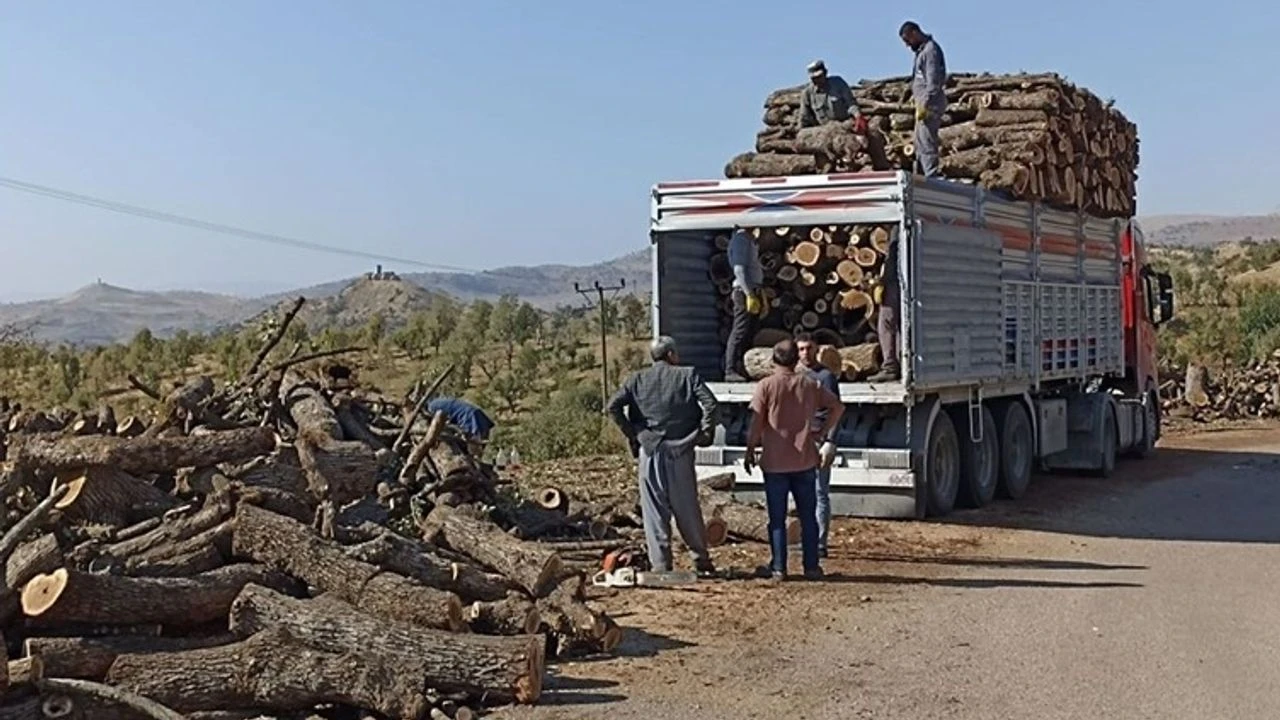 Şırnak’ta ağaç kesimine karşı imza kampanyası |