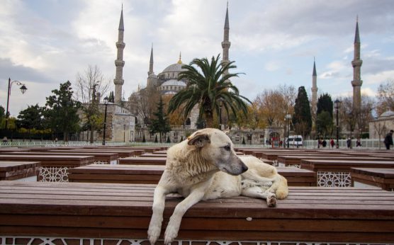 Vali Gül ‘can dost’larımızı tehdit ilan etti |