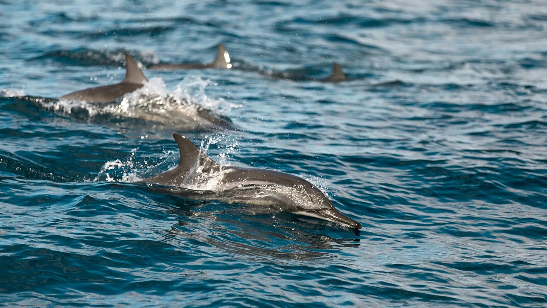 Derin denizde “sonsuz kimyasal” alarmı |