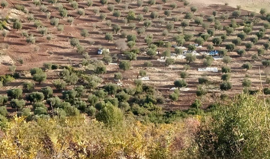 Köylülerin 30 çuval zeytinini gasp ettiler |