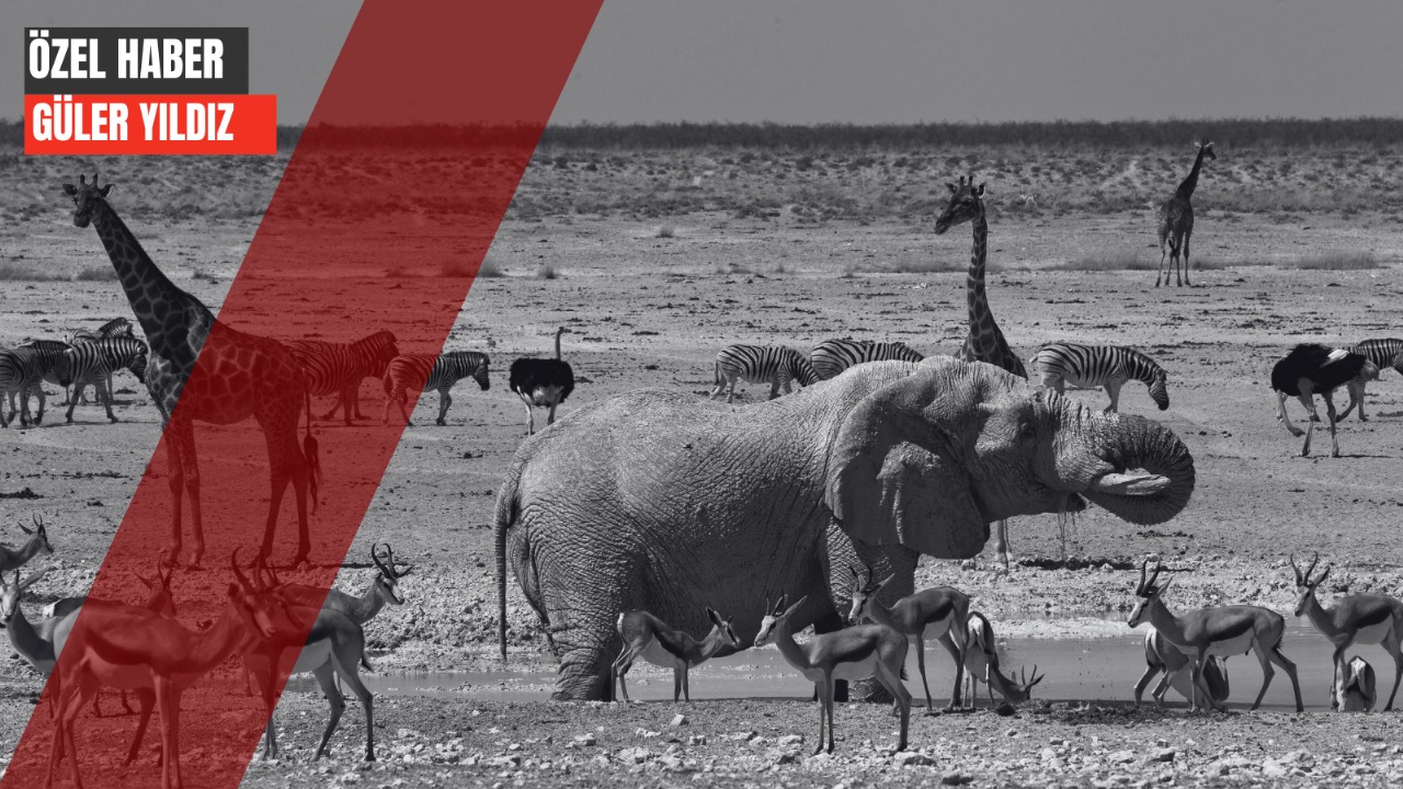 Vantara cehenneminden çıkış yok !