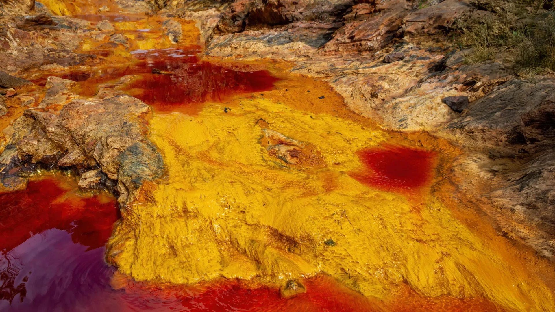 Denizleri zehirden arındıran bakteri |