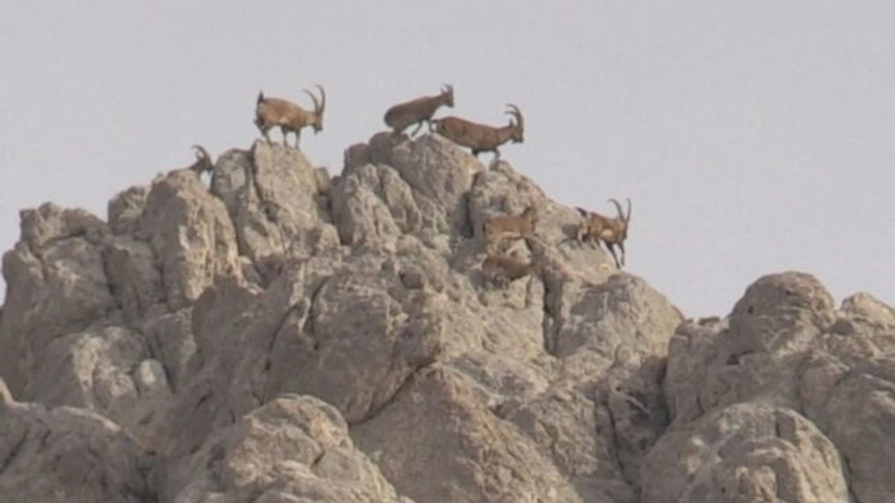 Şırnak Ekoloji Derneği duyurdu:
