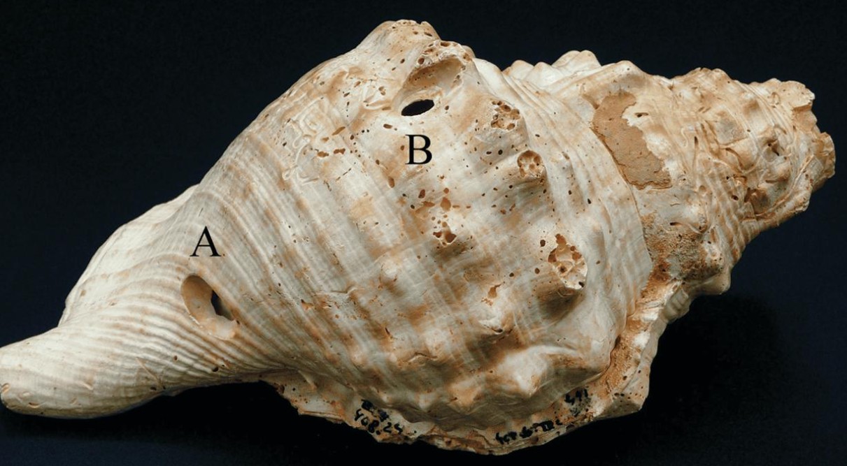 6 bin yıllık deniz kabukları |