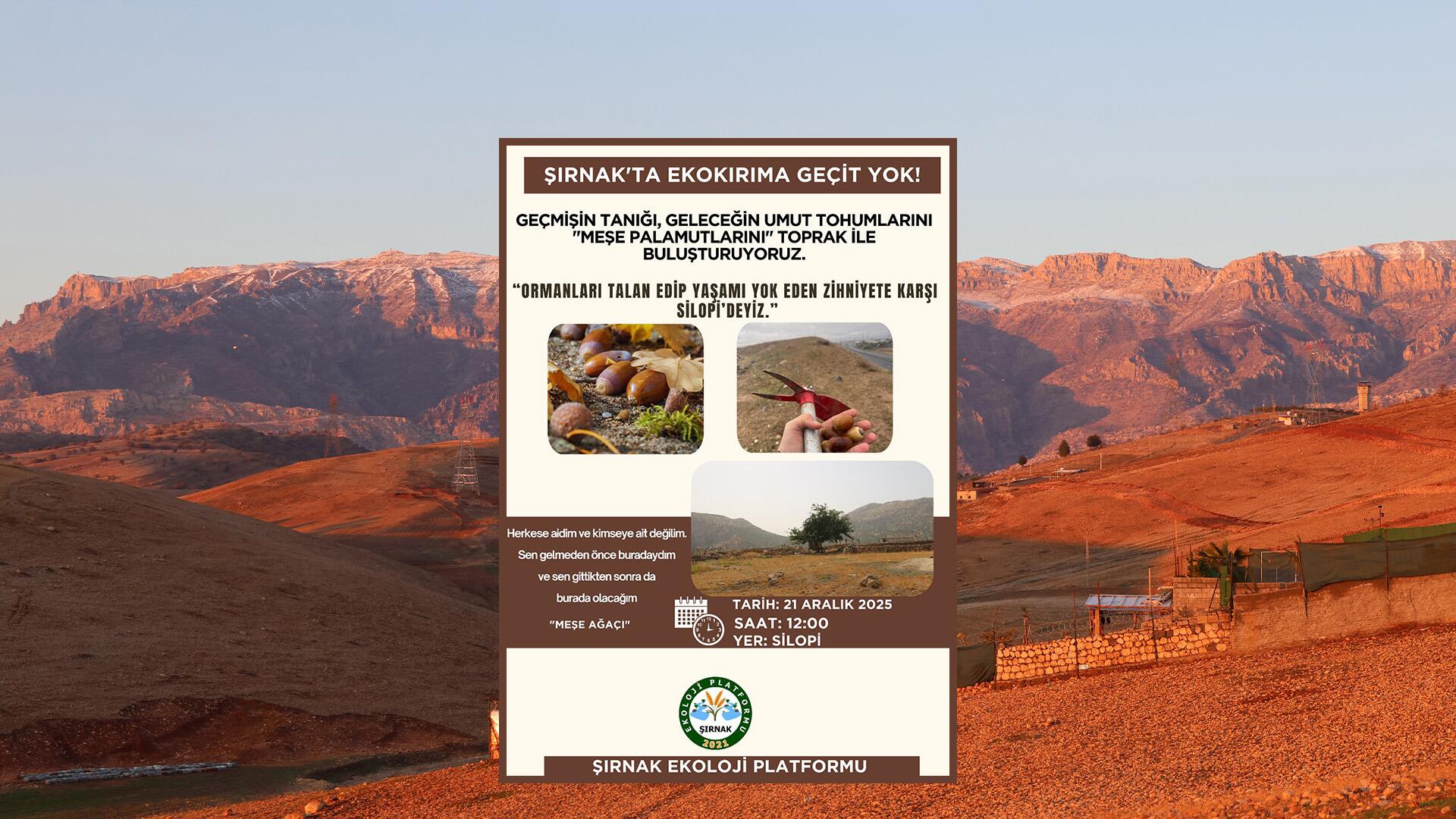 Binlerce ağaç kesildi |