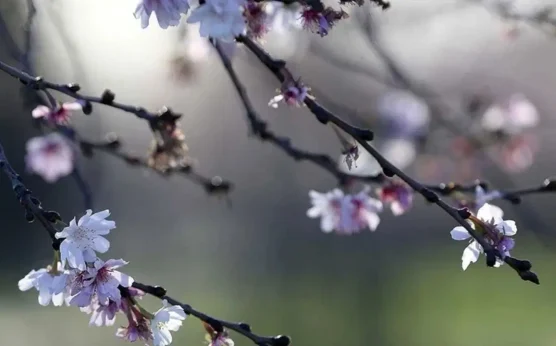 2026 Cemre düşme takvimi |