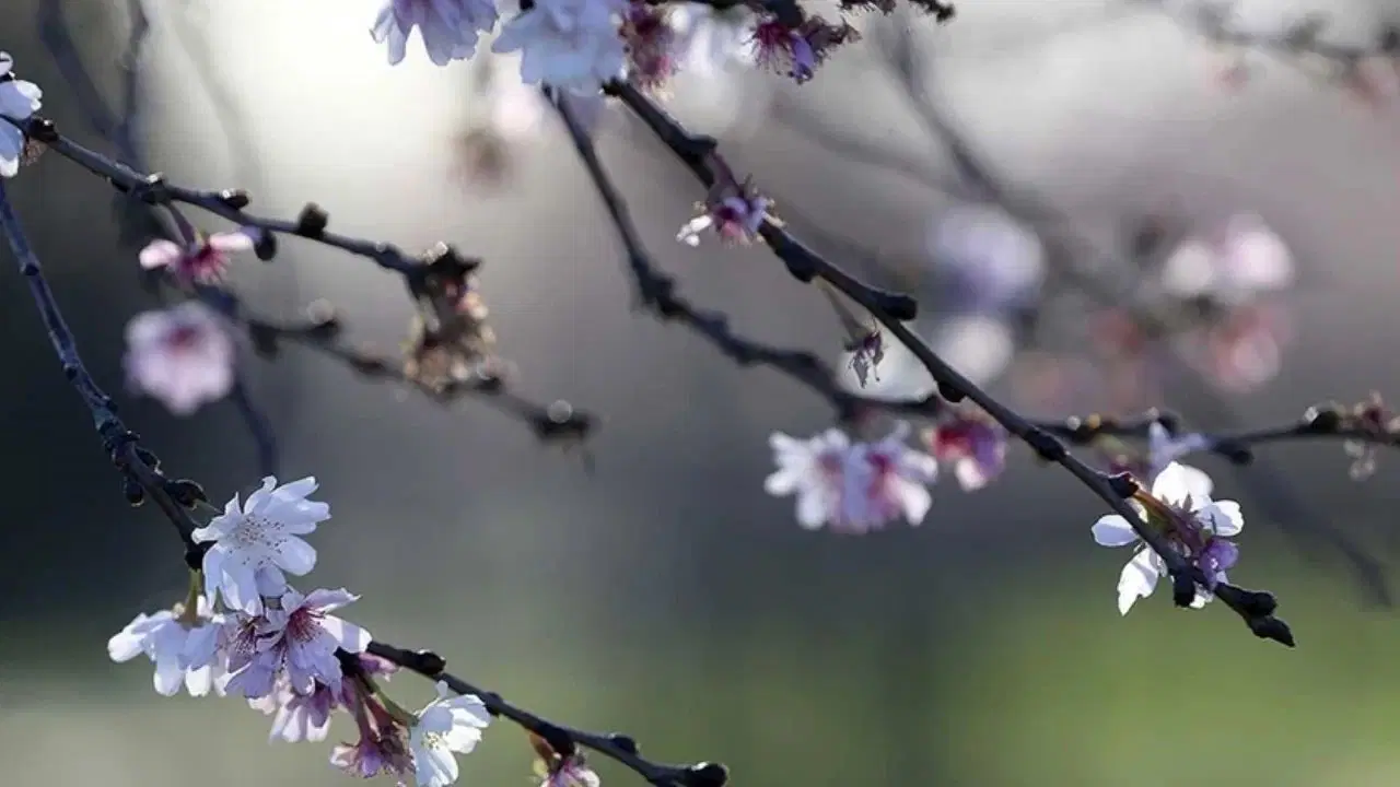 2026 Cemre düşme takvimi |